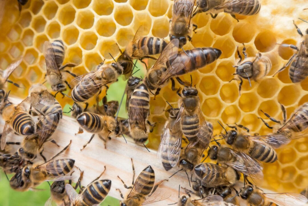 as abelhas