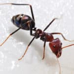 as formigas