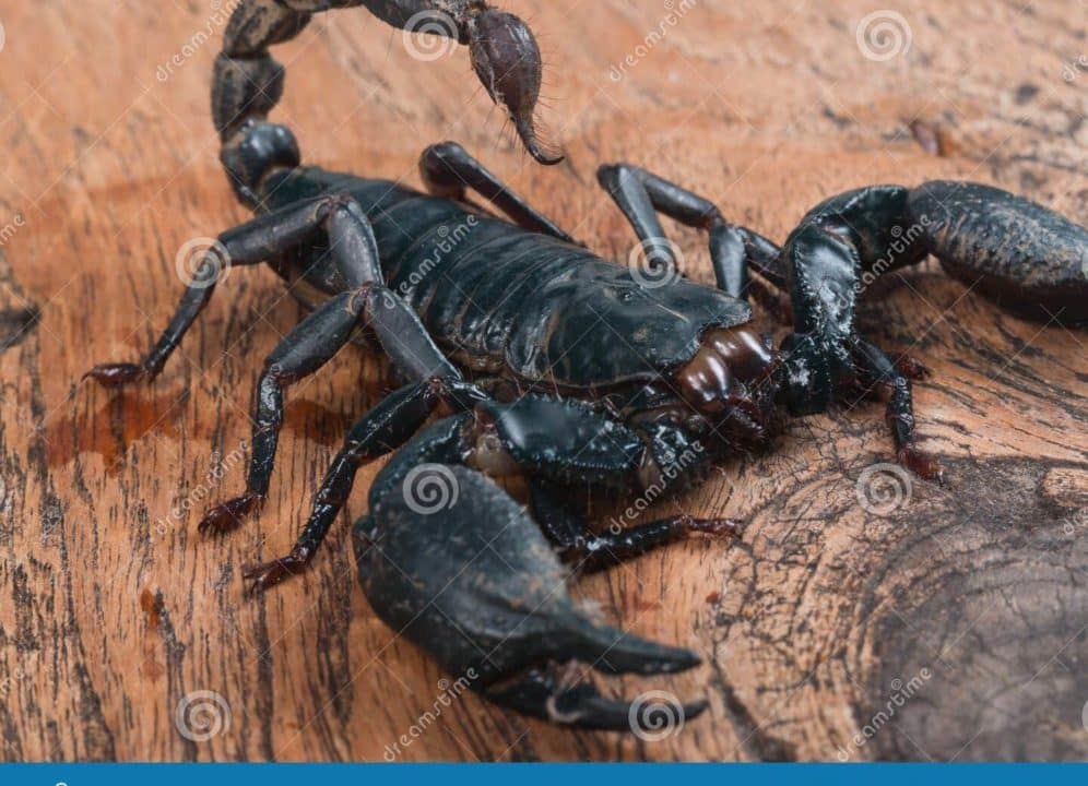 escorpiao preto