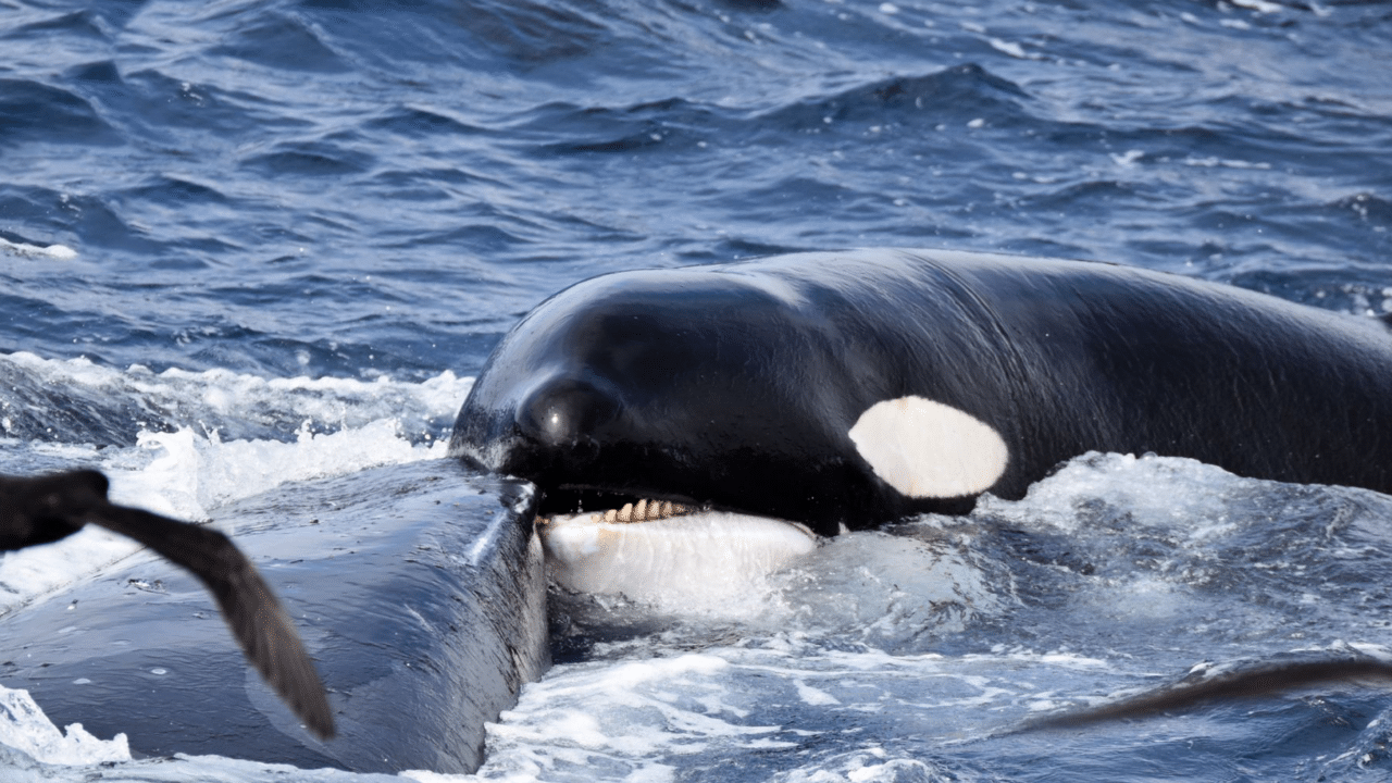 baleia atacando