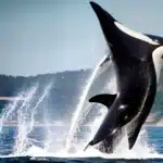 baleia orca