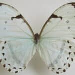 borboleta branca