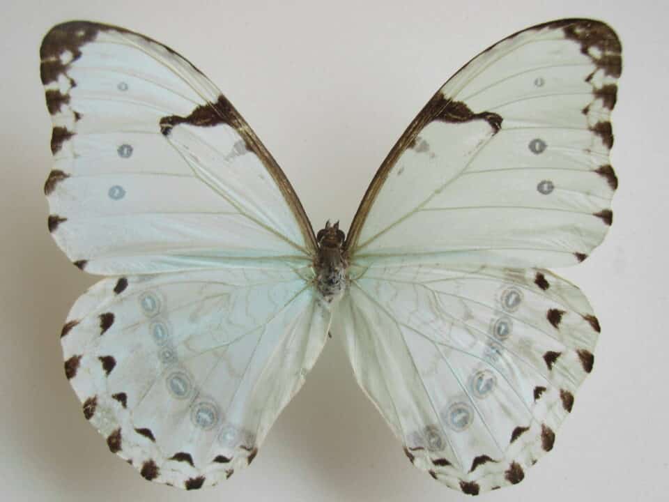 borboleta branca