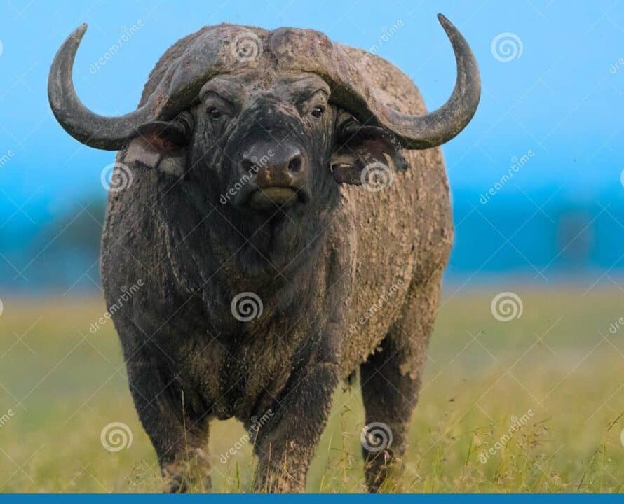 bufalo preto