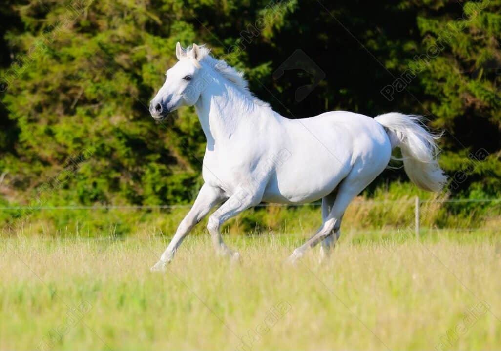 cavalo branco 1
