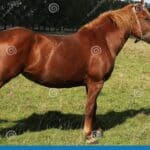 cavalo marrom