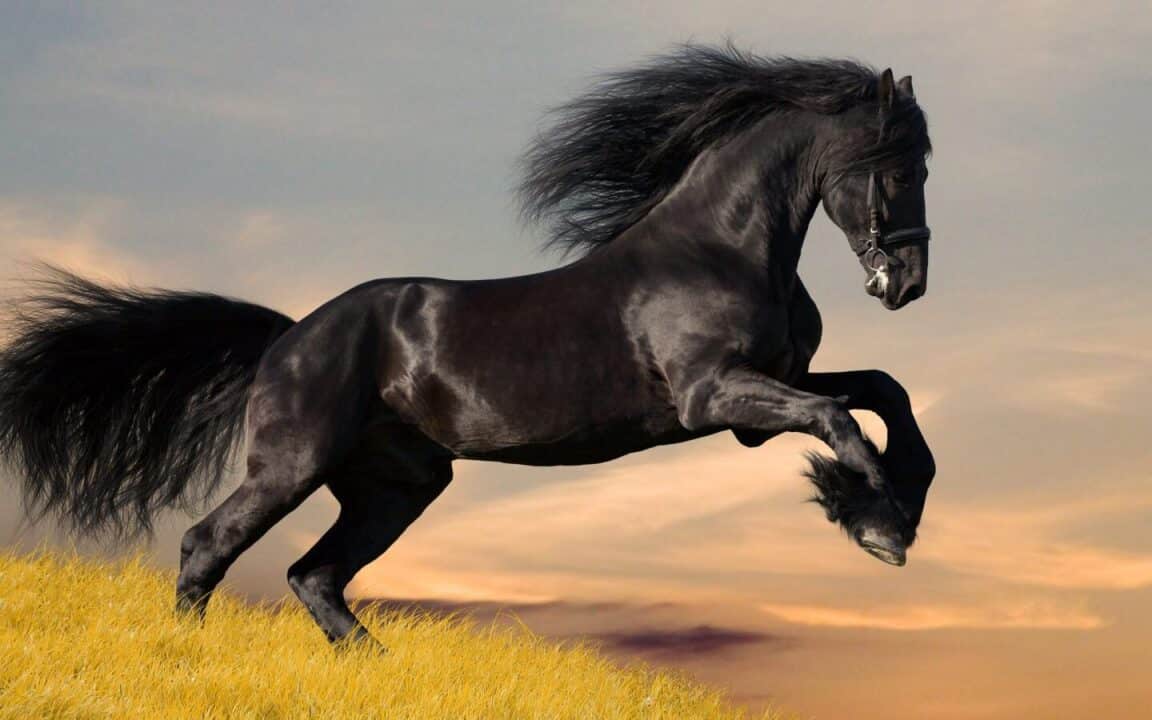 cavalo preto