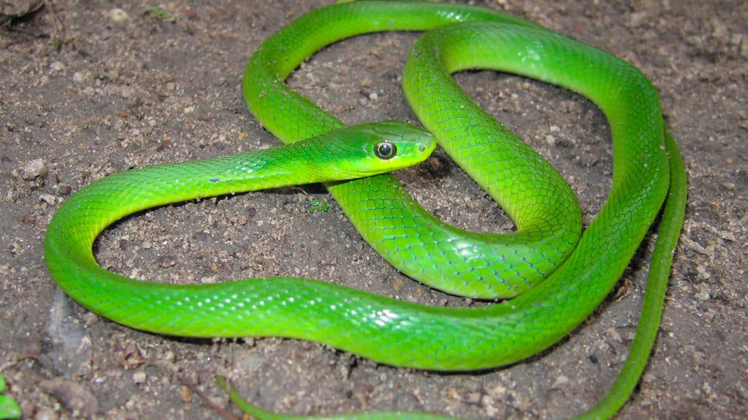 cobra verde 1