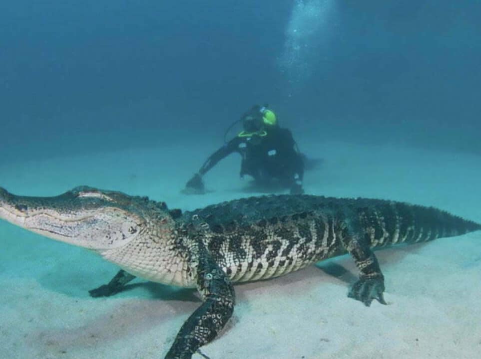 crocodilo agua