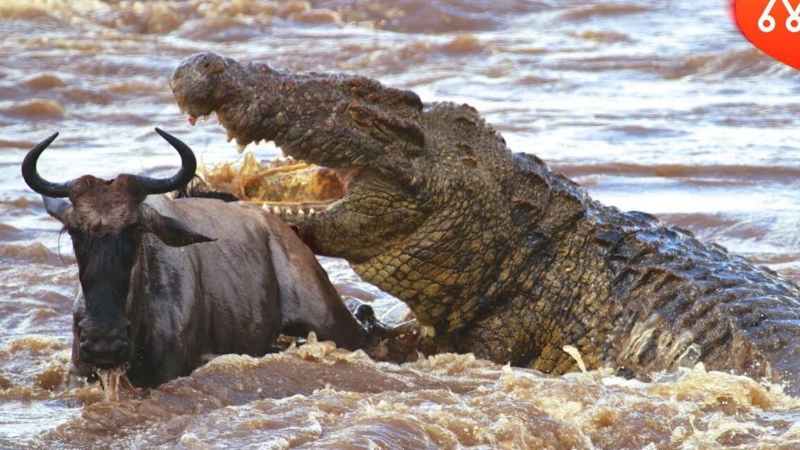 crocodilo atacando