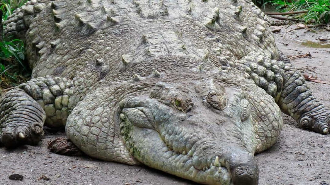 crocodilo gigante