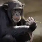 sonhar chimpanze