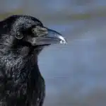 sonhar corvo