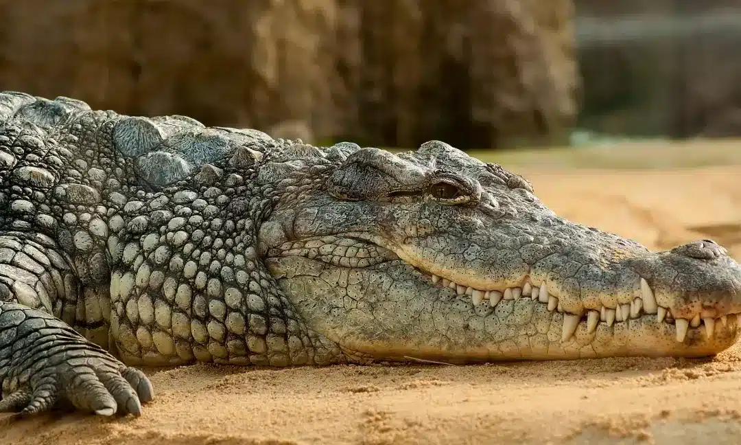 sonhar crocodilo