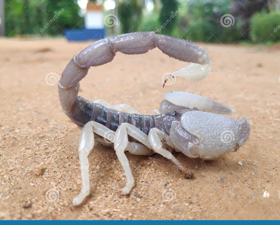 escorpiao branco