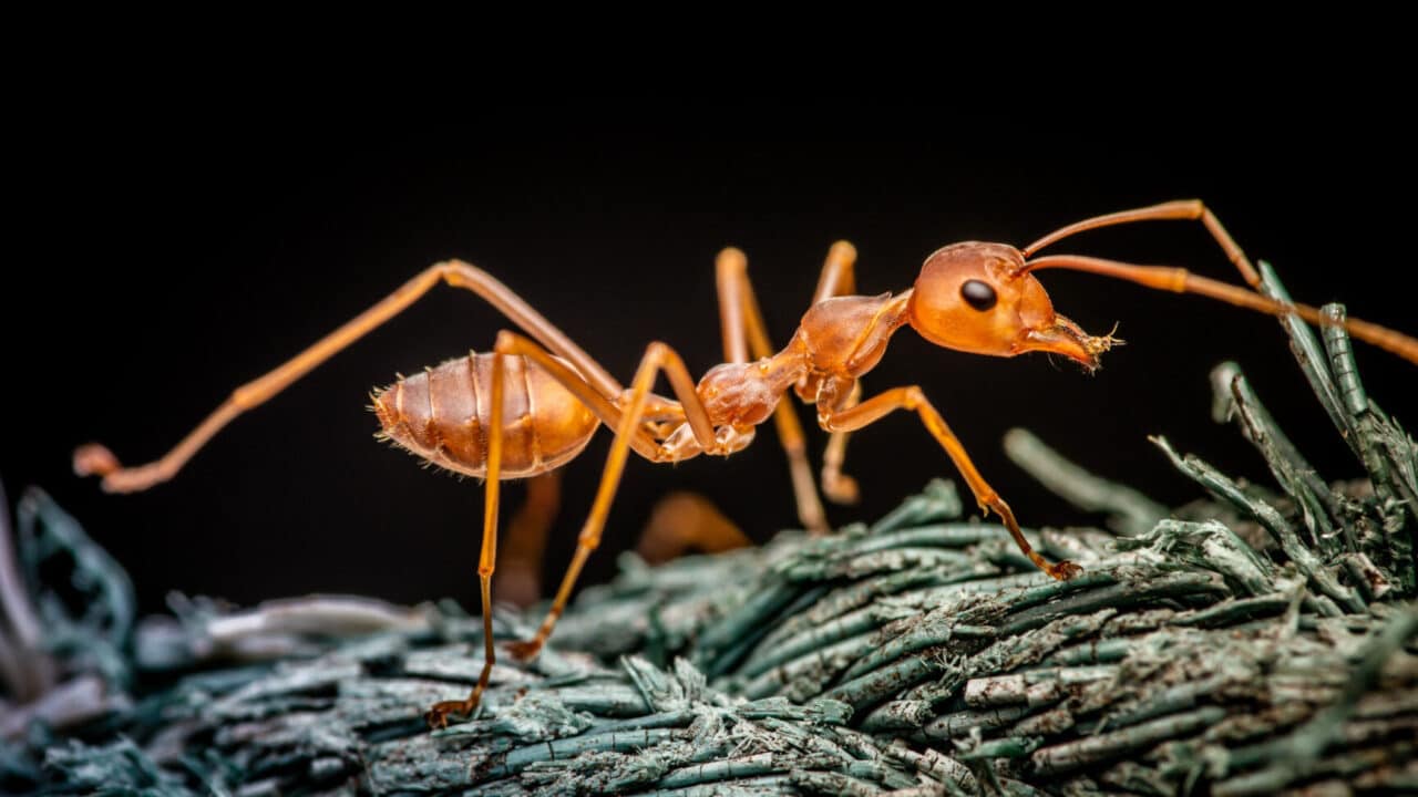 formiga picando