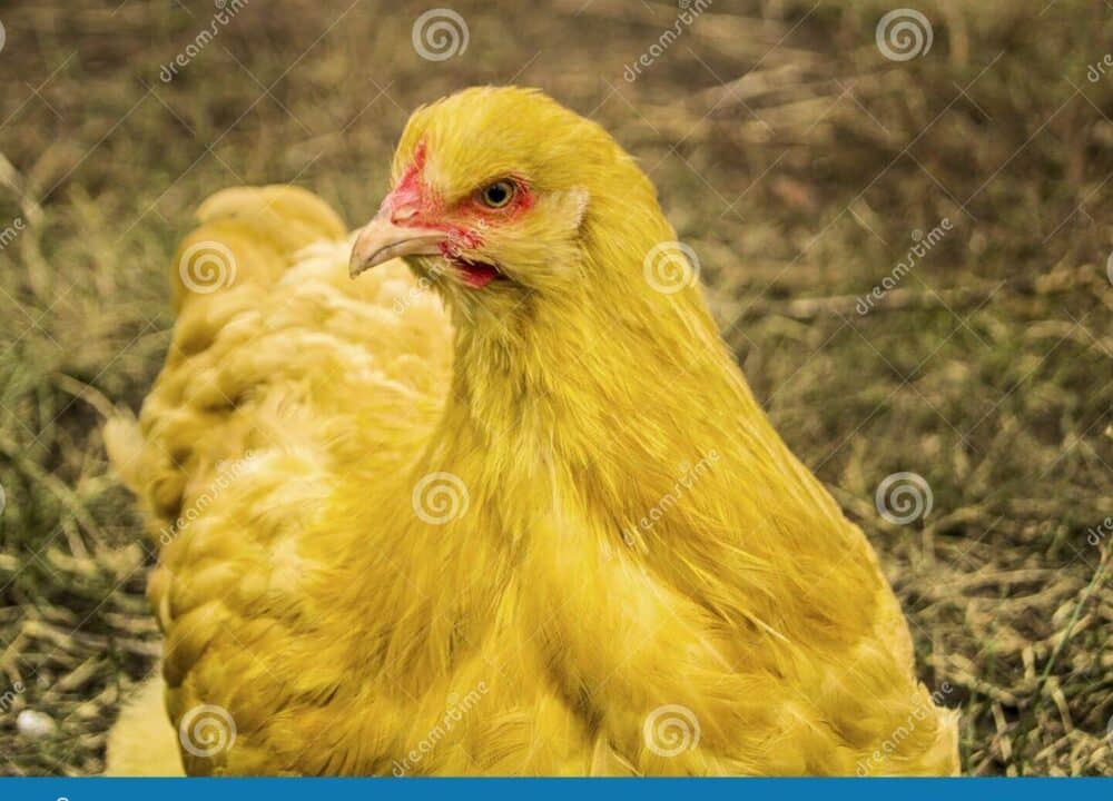 galinha amarela