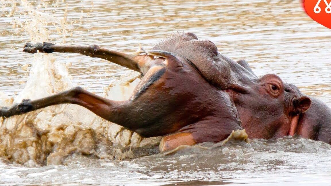 hipopotamo atacando