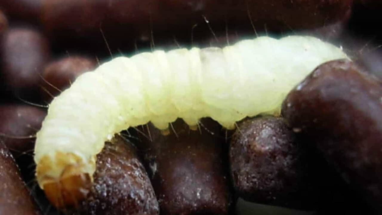 larvas cabeca