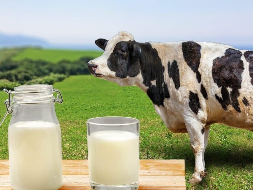 leite vaca