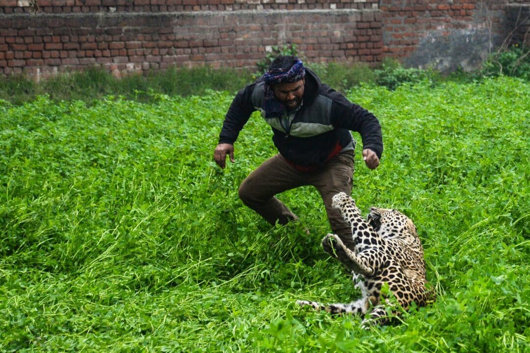 leopardo atacando