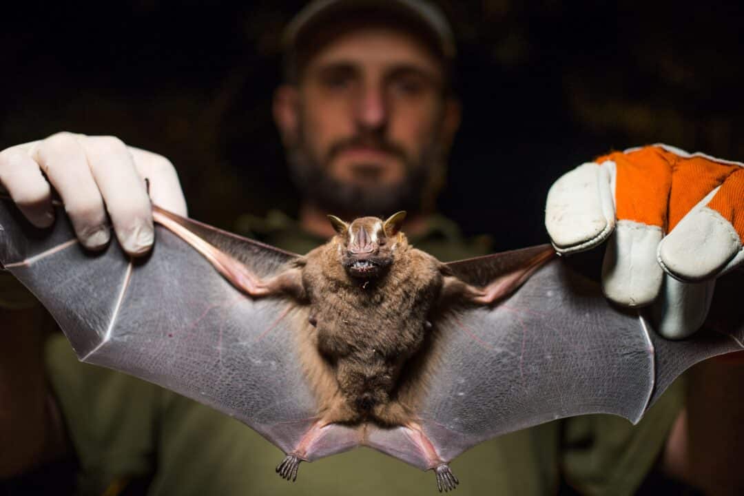 morcego mordendo