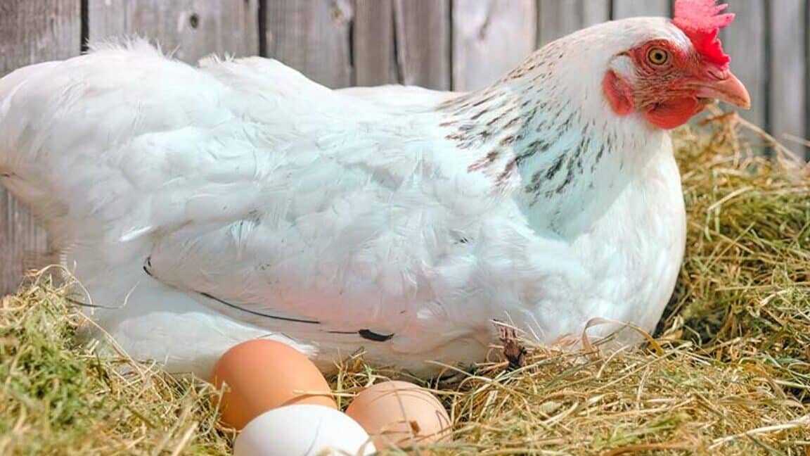 sonhar galinha