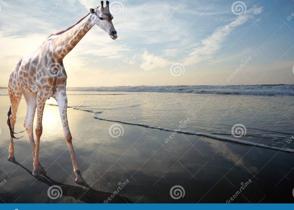 sonhar girafa
