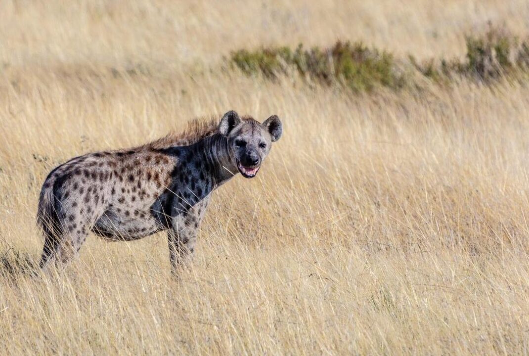 sonhar hiena