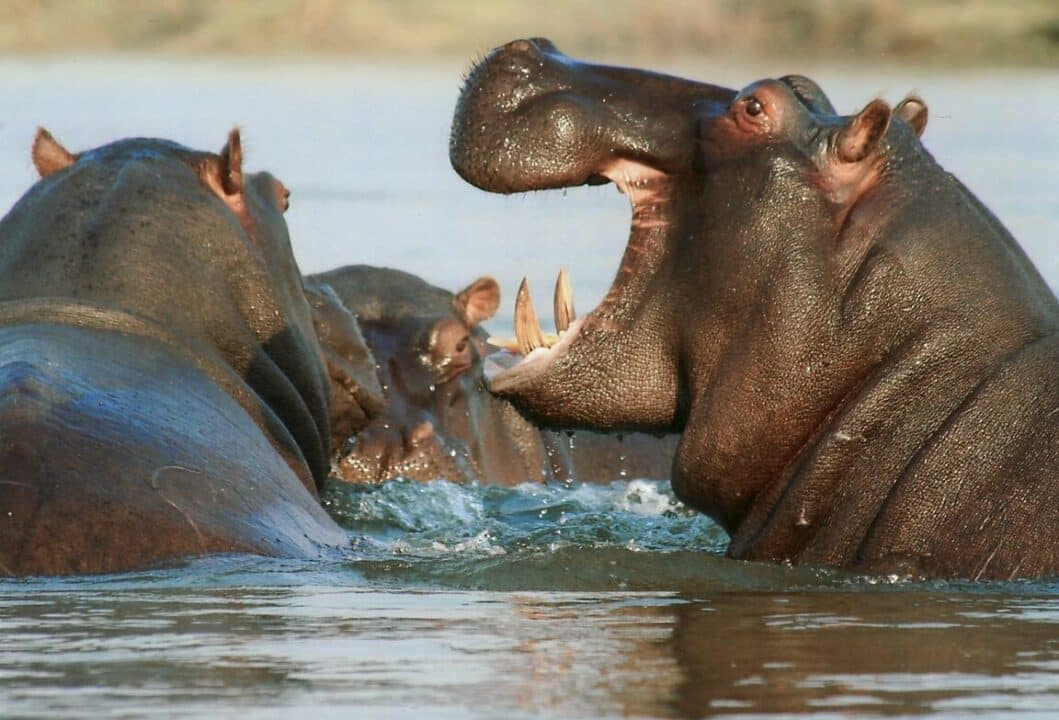 sonhar hipopotamo