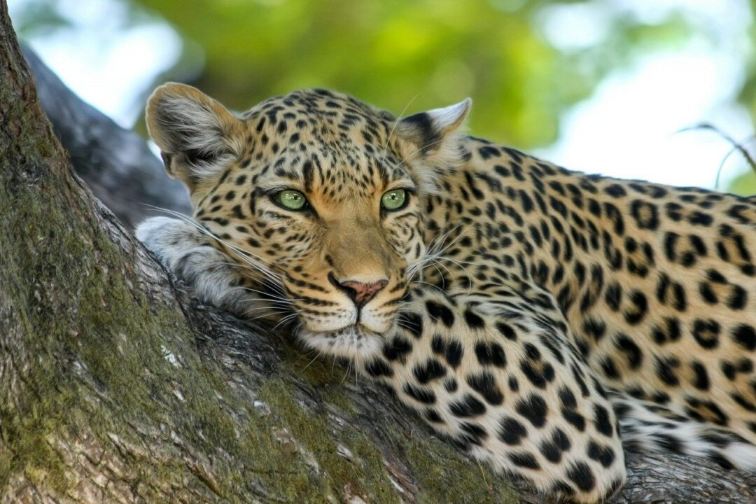 sonhar leopardo